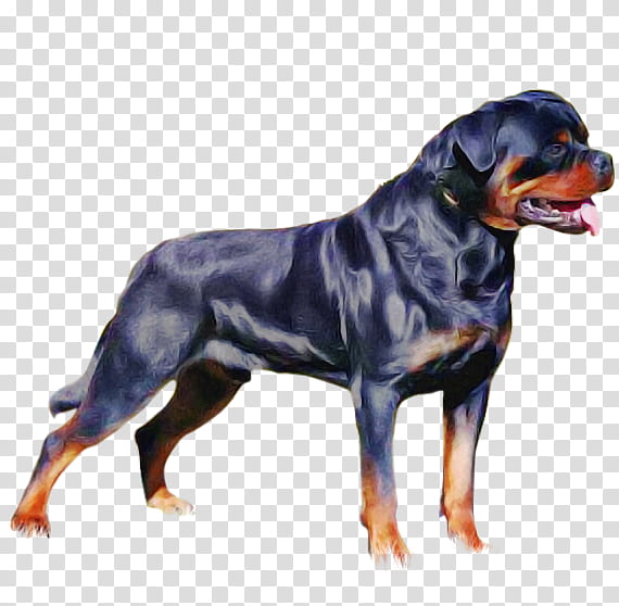 dog rottweiler working dog molosser giant dog breed transparent background PNG clipart