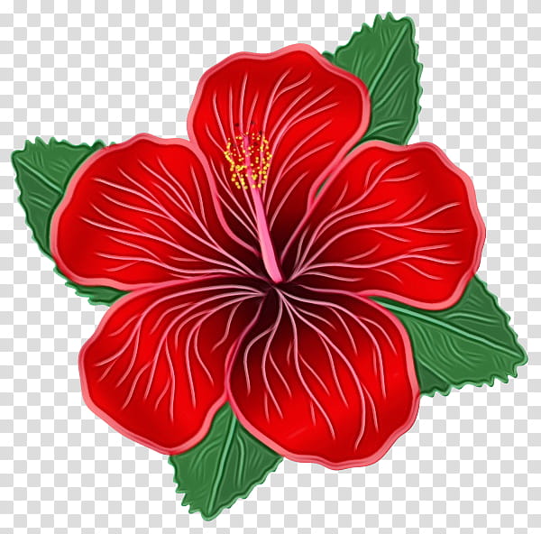 Drawing Of Family, Flower, Floral Design, Red, Hibiscus, Chinese Hibiscus, Hawaiian Hibiscus, Petal transparent background PNG clipart