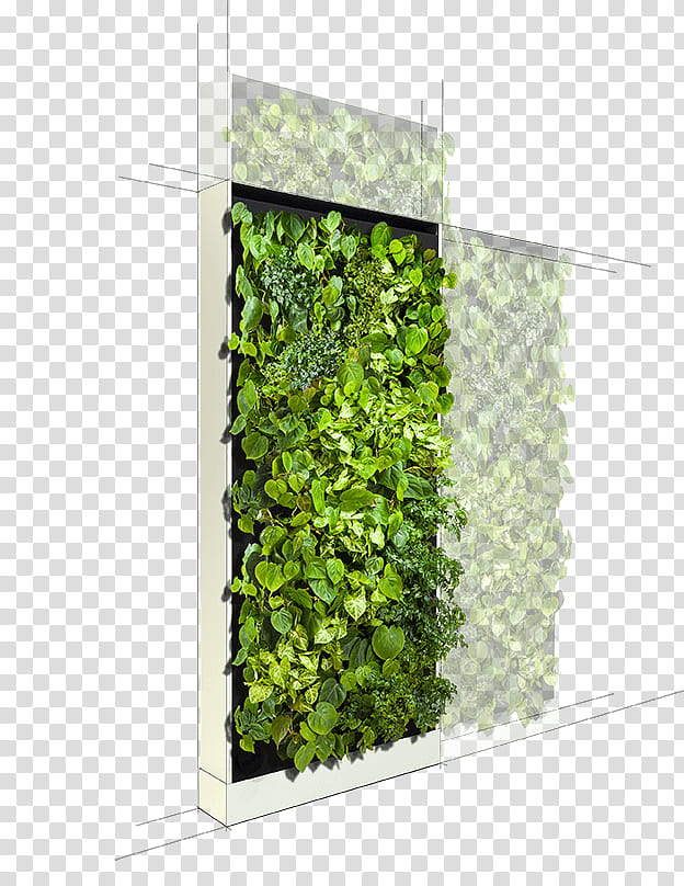 Family Tree, Wall, Leaf, Fibaro, Tapestry, Power Converters, Green Wall, Plant transparent background PNG clipart