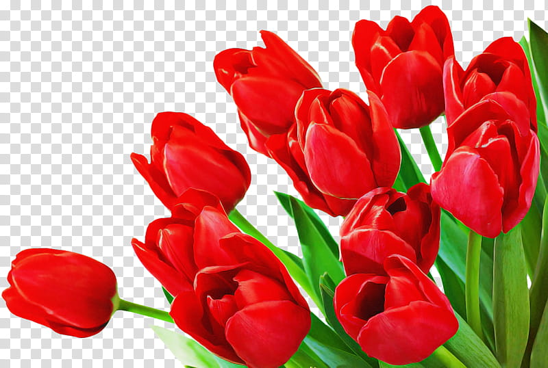 Floral design, Flower, Tulip, Drawing, Flower Bouquet, Floristry, Mobile Phones, Red transparent background PNG clipart