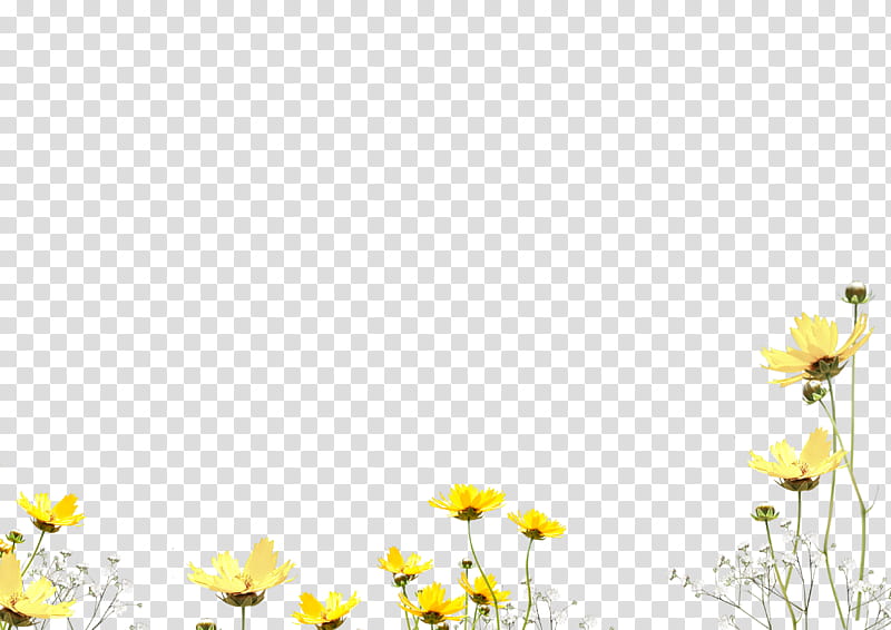 Daisy, Yellow, Flower, Plant, Wildflower, Spring
, Chamomile, Tickseed transparent background PNG clipart