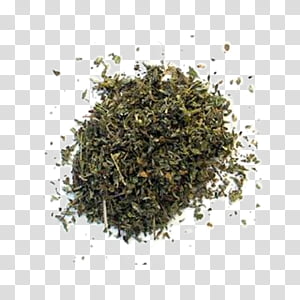 Tea Leaf Damiana Herb Plants Aphrodisiac Khat Medicinal