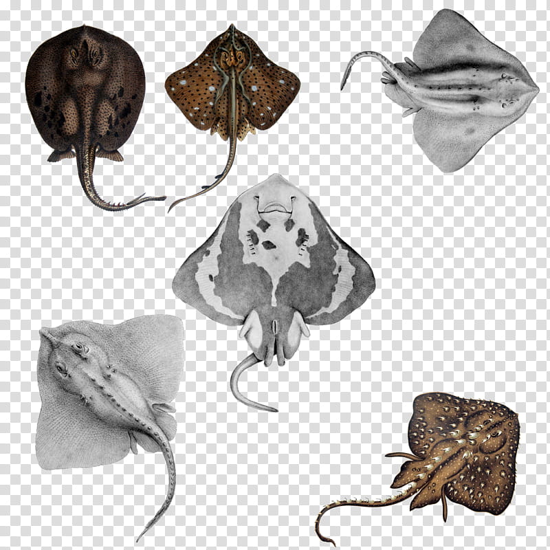 Stingray  s, stingray illustration transparent background PNG clipart