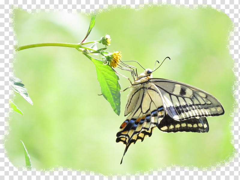 Monarch Butterfly, Gossamerwinged Butterflies, Brushfooted Butterflies, Pieridae, Moth, Nectar, Tiger Milkweed Butterflies, Insect transparent background PNG clipart