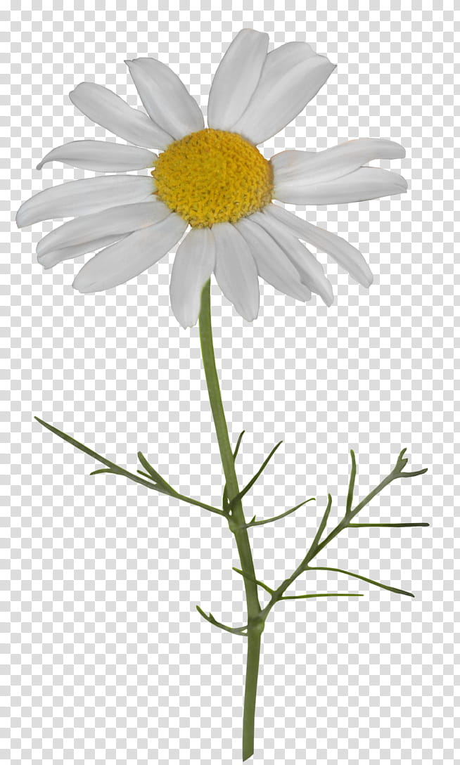 Flowers, Common Daisy, Chamomile, Oxeye Daisy, Roman Chamomile, Daisy Family, Marguerite Daisy, Mayweed transparent background PNG clipart