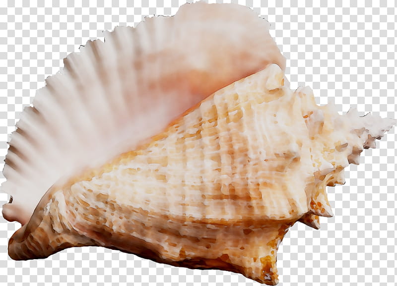 Snail, Cockle, Seashell, Conchology, Sea Snail, Scallops, Shankha, Bivalve transparent background PNG clipart