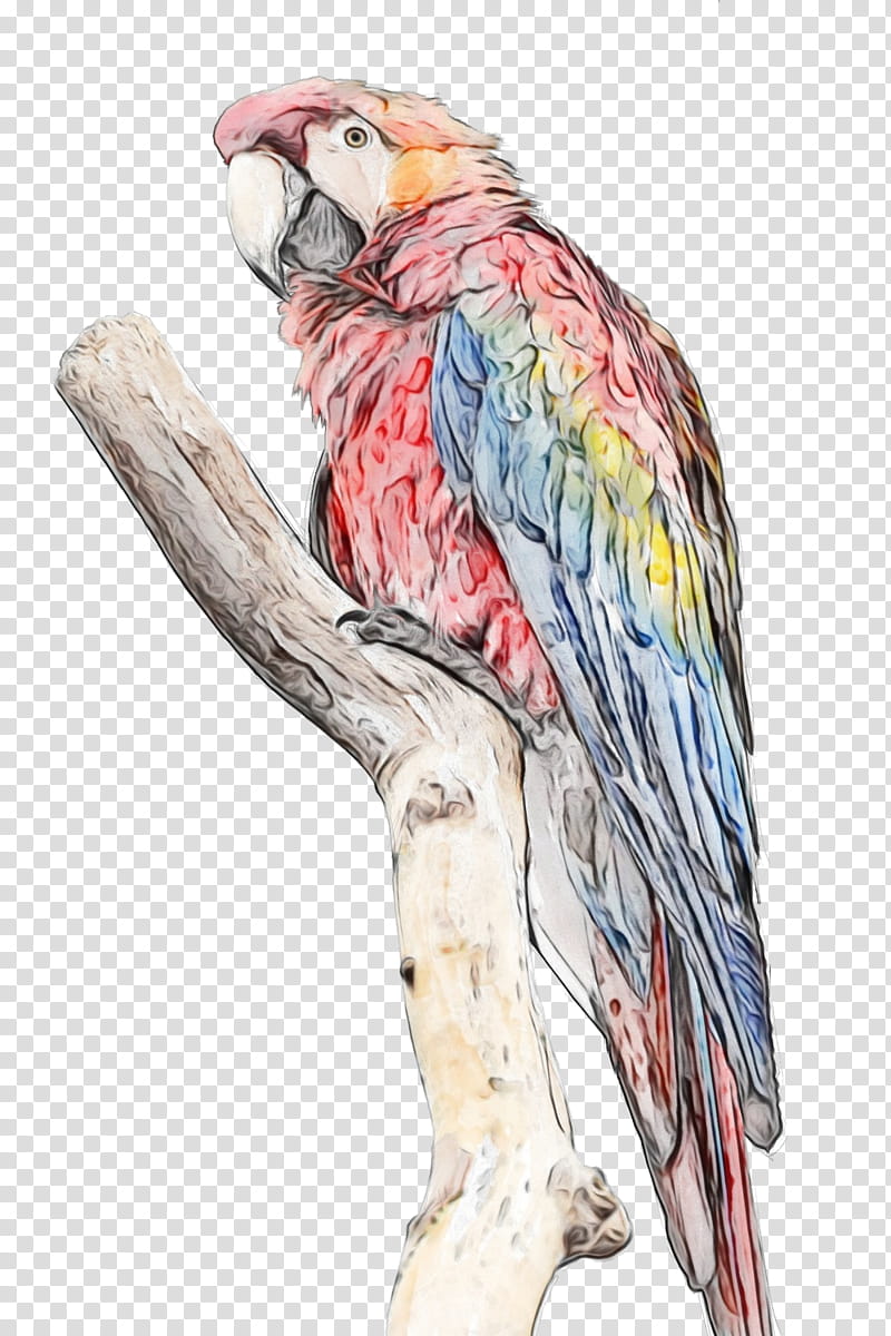 Watercolor Animal, Macaw, Bird, Watercolor Painting, Blueandyellow Macaw, Scarlet Macaw, Grey Parrot, Palm Cockatoo transparent background PNG clipart