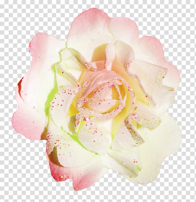 Bouquet Of Flowers Drawing, Garden Roses, Stamen, Pink, Petal, Cut Flowers, Rose Family, Rose Order transparent background PNG clipart