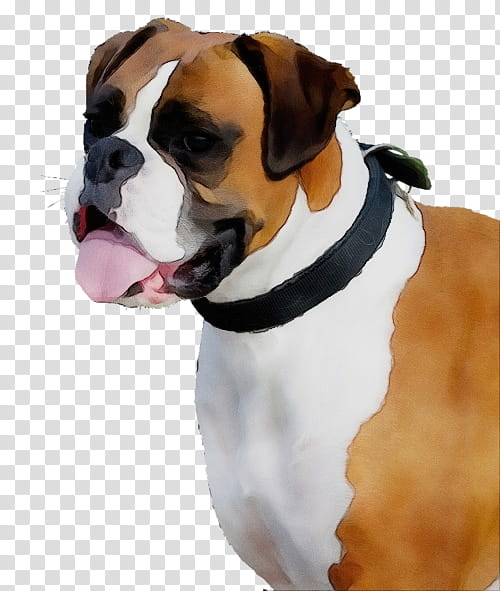 Bulldog, Watercolor, Paint, Wet Ink, Old English Bulldog, Boxer, Snout, Olde English Bulldogge transparent background PNG clipart