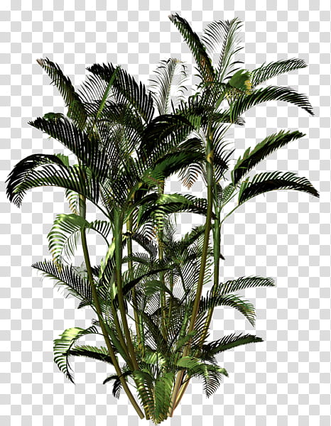 Date Tree Leaf, Areca Palm, Dypsis Decaryi, Plants, Babassu, Flowerpot, Garden, Penjing transparent background PNG clipart