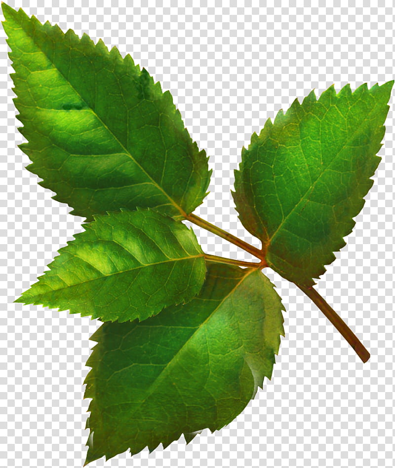 Family Tree, Leaf, Elm, Plant Stem, Plants, Ulmaceae, Slippery Elm, Sweet Birch transparent background PNG clipart