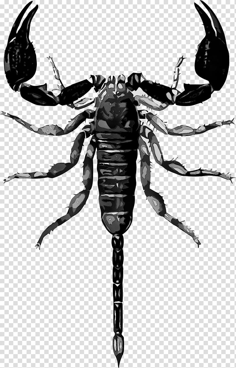 Scorpion Insect, Drawing, Emperor Scorpion, Silhouette, Pest, Decapoda, Arachnid, Parasite transparent background PNG clipart