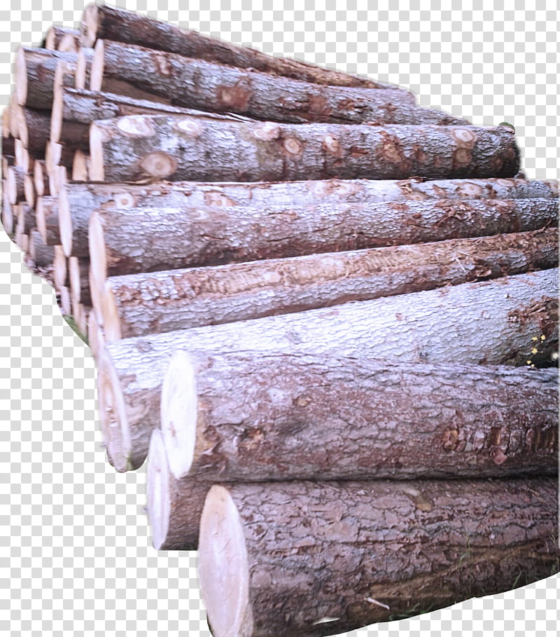 wood brown tree hardwood beige, Trunk, Plant, Rock, Furniture transparent background PNG clipart