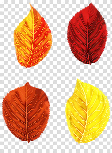 Orange Tree, Leaf, Petal, Plant, Beech, Deciduous transparent background PNG clipart