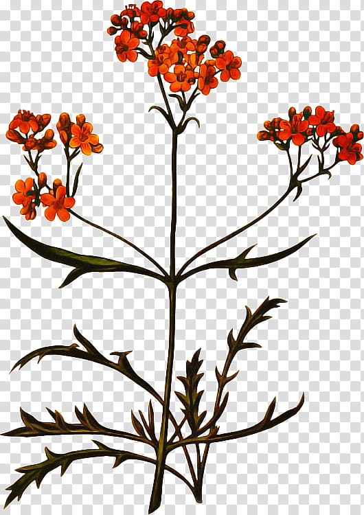 flower flowering plant plant tagetes plant stem, Herbaceous Plant, Wildflower, Wallflower transparent background PNG clipart