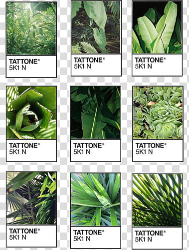 Pantone s, nine Tattone plants transparent background PNG clipart