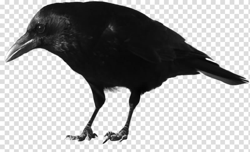 crow , black crow transparent background PNG clipart