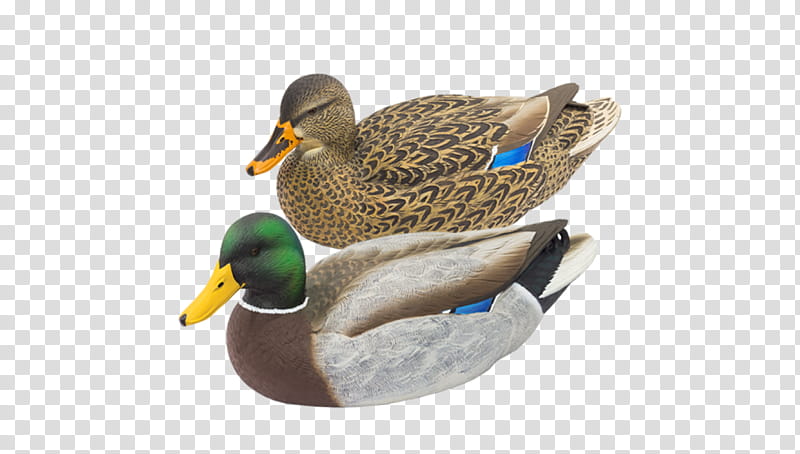 Duck, Mallard, Duck Decoy, Waterfowl Hunting, Bird, Water Bird, Bluewinged Teal, Eurasian Teal transparent background PNG clipart