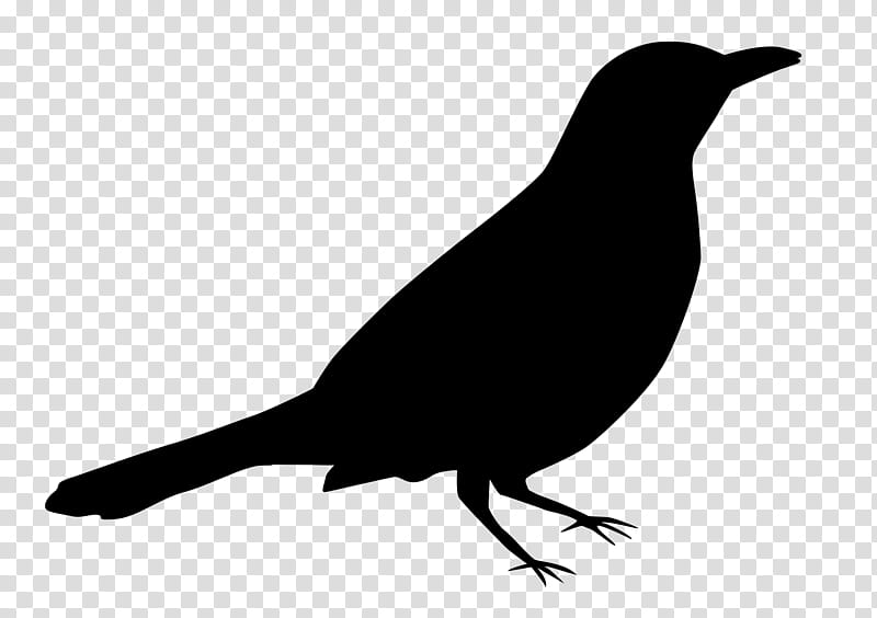 Bird Silhouette, American Crow, American Sparrows, Beak, Common Raven, Blackbird, Perching Bird, Songbird transparent background PNG clipart
