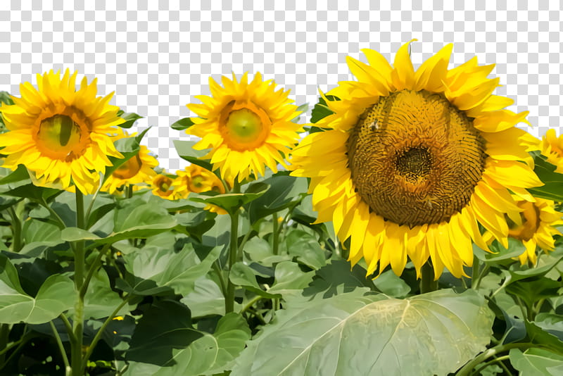 Flowers, Sunflower, Flora, Bloom, Common Sunflower, Sunflower Seed, Sunflower Oil, Annual Plant transparent background PNG clipart