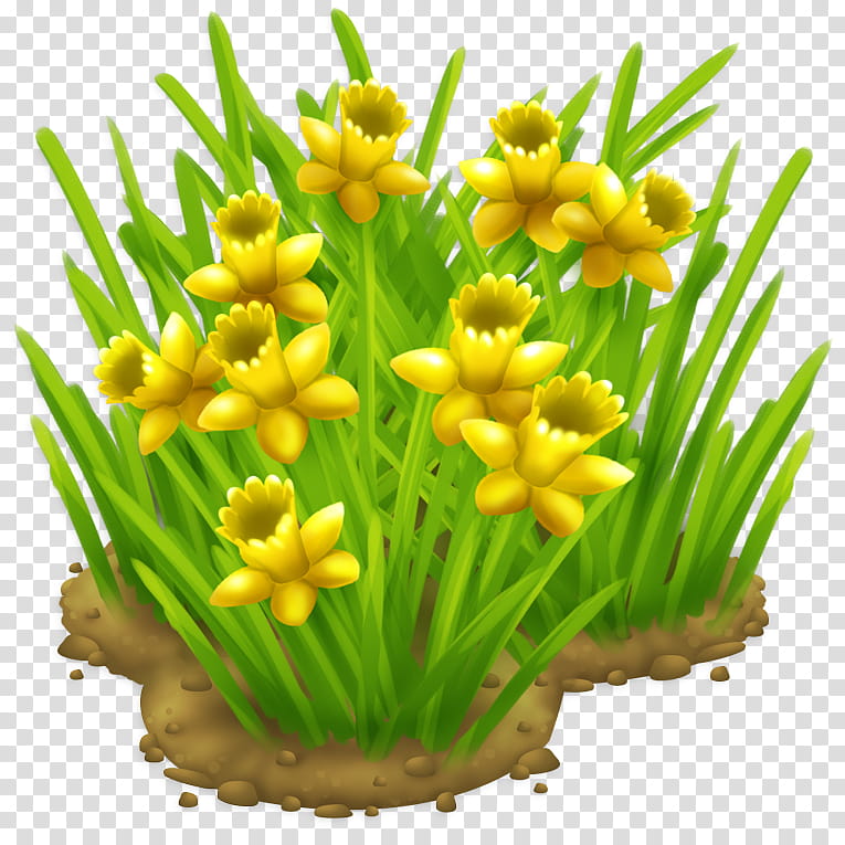 plant flower grass yellow flowering plant, Narcissus, Chives transparent background PNG clipart