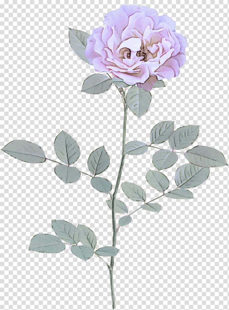 Rose, Flower, Flowering Plant, Petal, Prickly Rose, Floribunda, Rose Family, Pedicel transparent background PNG clipart