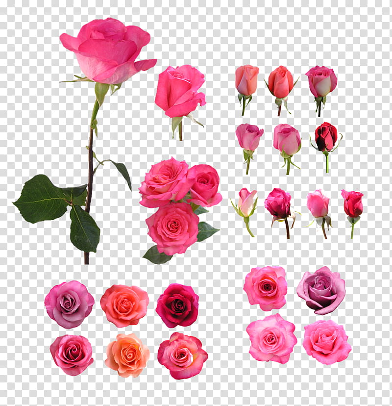 Pink Flowers, Garden Roses, Beach Rose, Still Life Pink Roses, China Rose, Rose Family, Blume, Petal transparent background PNG clipart