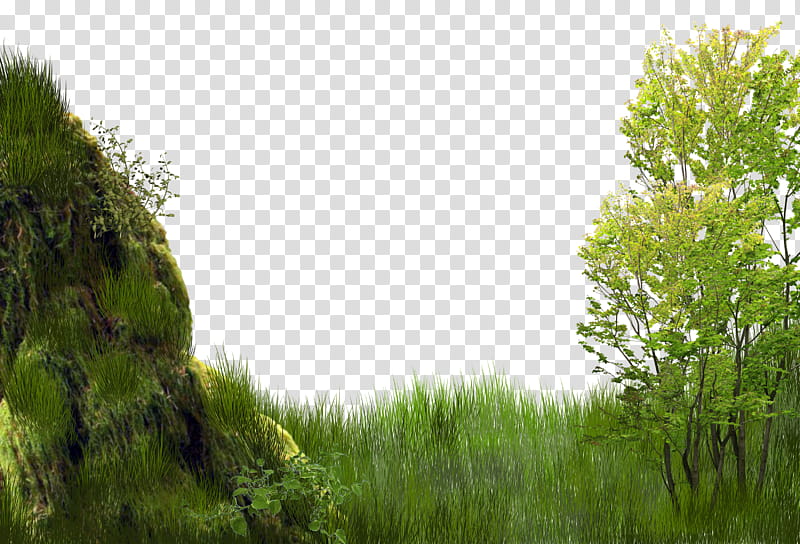 backgrounds, green leafed tree transparent background PNG clipart