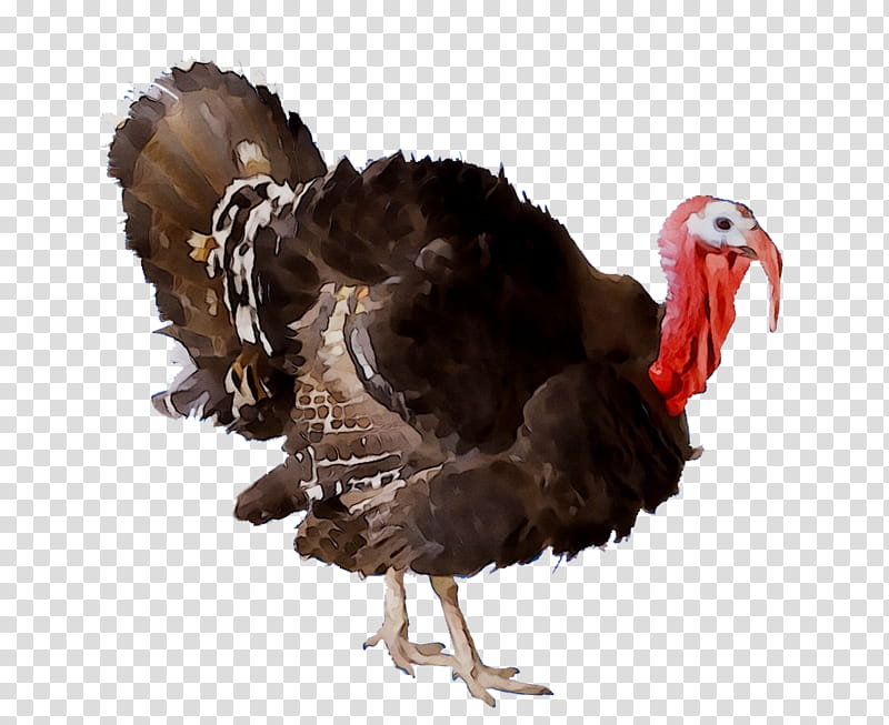Thanksgiving Turkey, Broad Breasted White Turkey, Wild Turkey, Turkey Meat, Chicken, Chicken As Food, White Meat, Domestic Turkey transparent background PNG clipart