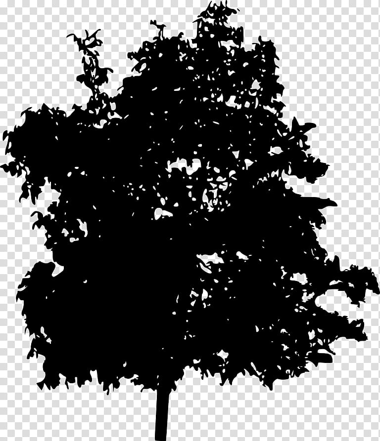 Family Tree Silhouette, Black White M, Maple, Woody Plant, Leaf, Deciduous, Branch, Plane transparent background PNG clipart