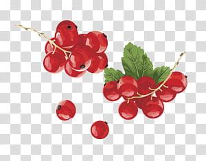 Orange Flower, Juice, Orange Juice, Fizzy Drinks, Strawberry Juice, Cherries, Cocktail, Fruit transparent background PNG clipart thumbnail