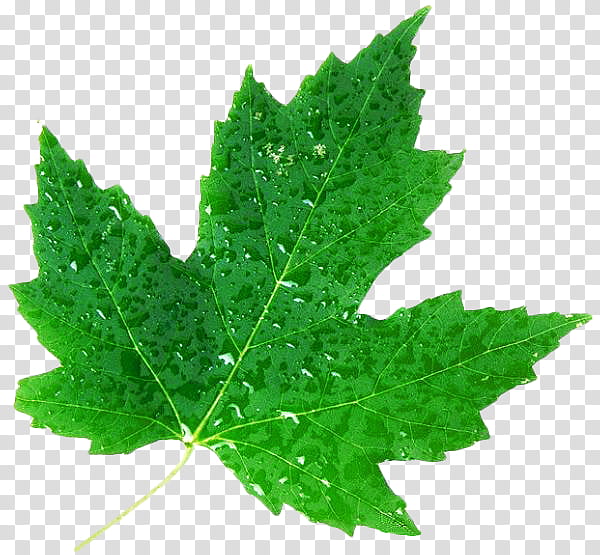 leaf P, green maple leaf with water dew transparent background PNG clipart