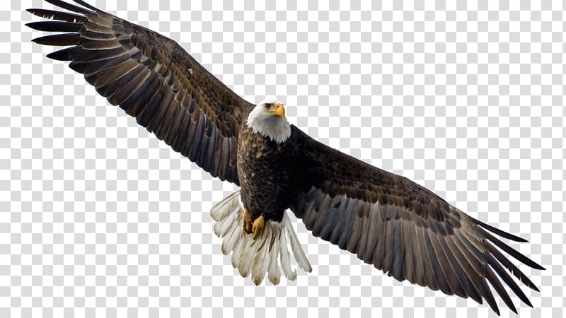Sea Bird, Bald Eagle, Flight, Hawk, Accipitridae, Falcon, Bird Of Prey, Beak transparent background PNG clipart
