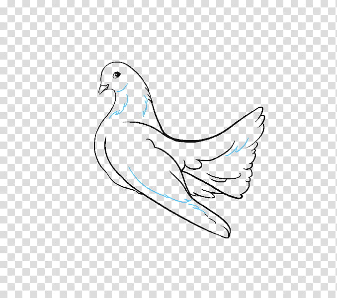 Bird Line Drawing, Line Art, Beak, Feather, Cartoon, Shoe, White, Pigeons And Doves transparent background PNG clipart