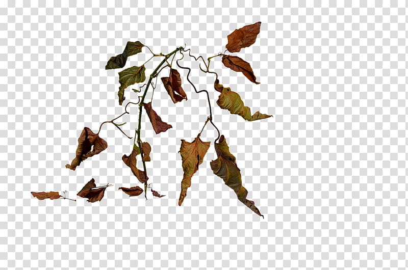 Wilted Leaves DSC , brown dried leaves transparent background PNG clipart