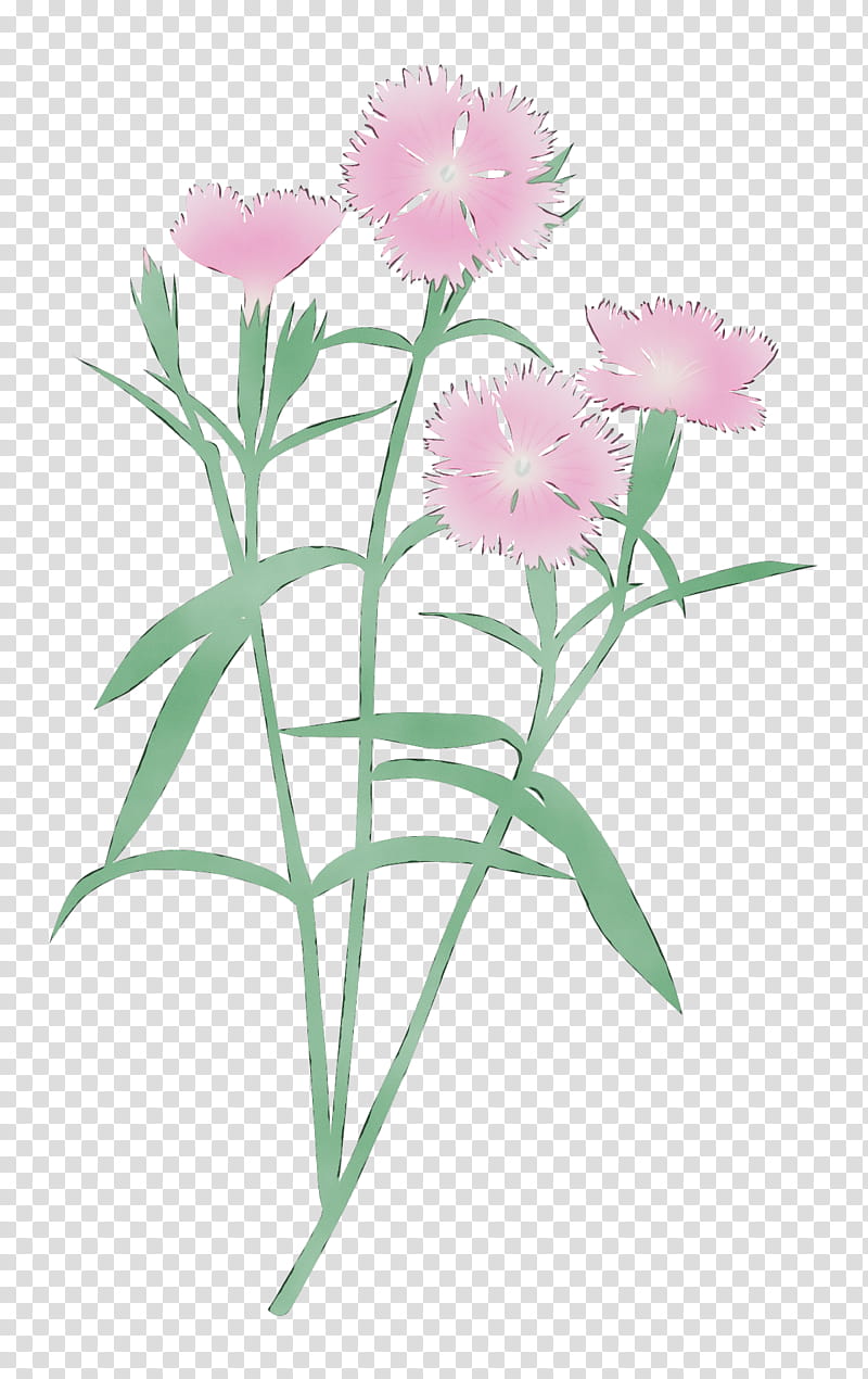 flower plant pink sweet william petal, Watercolor, Paint, Wet Ink, Sweet William, Dianthus, Cut Flowers, Pink Family transparent background PNG clipart