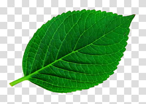Leaf , single green leaf transparent background PNG clipart
