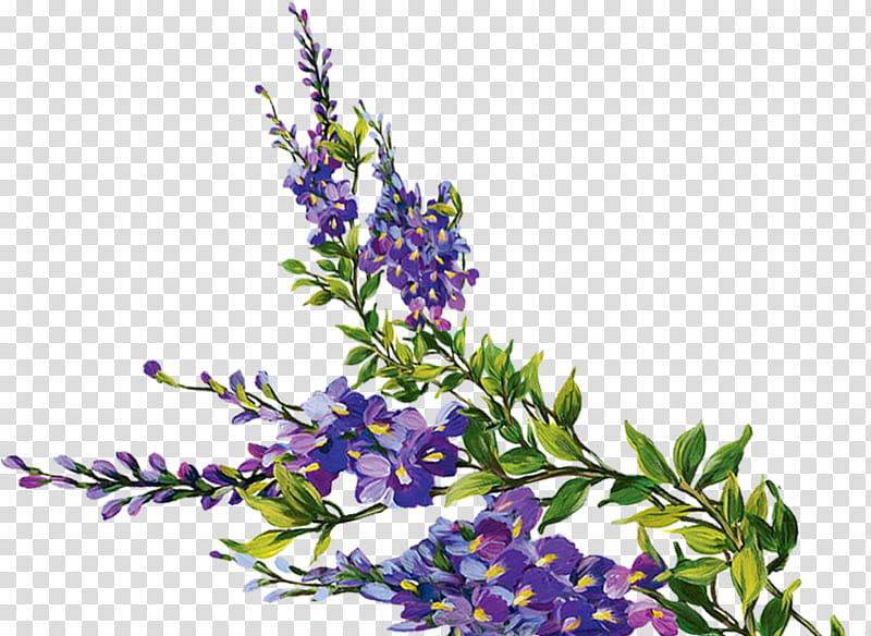 Purple Watercolor Flower, Violet, Lavender, Plants, Paint, Watercolor Painting, Ornament, Gratis transparent background PNG clipart