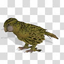 Spore creature Kakapo transparent background PNG clipart