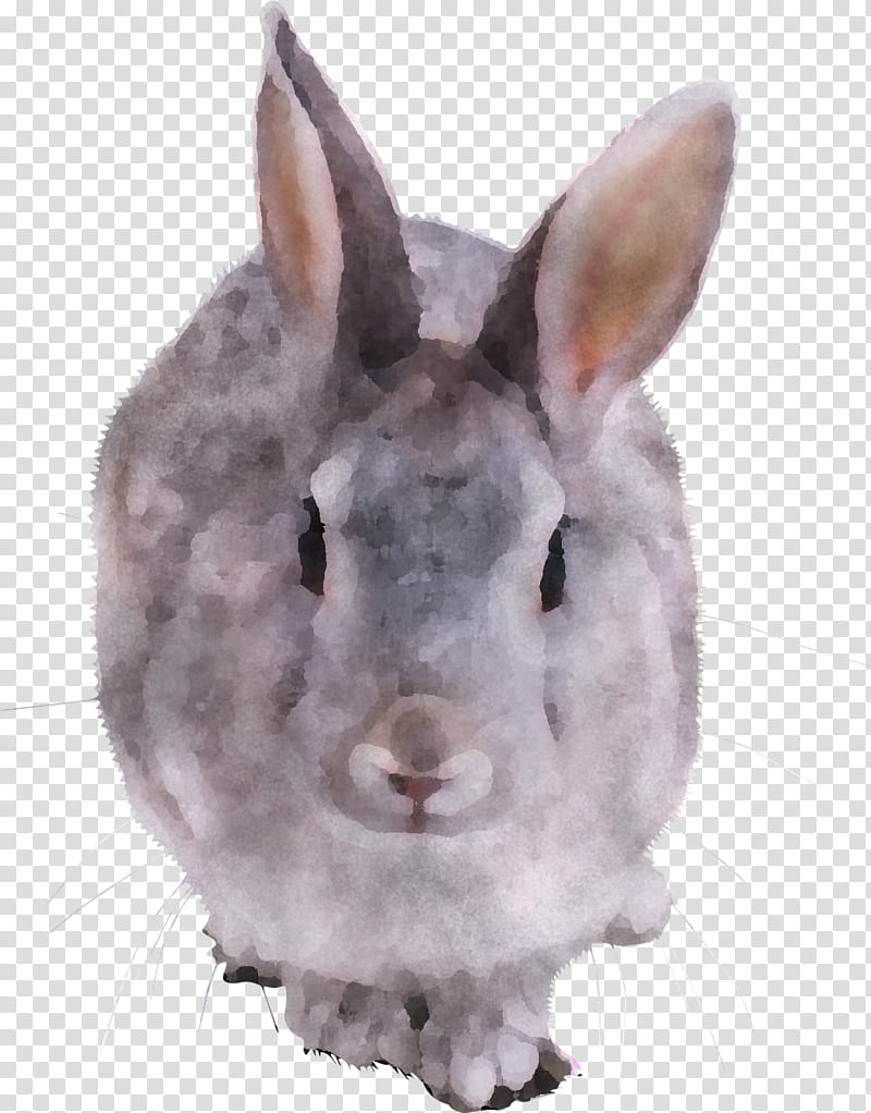 rabbit rabbits and hares snout nose hare, Brown, Ear, Whiskers, Wood Rabbit transparent background PNG clipart