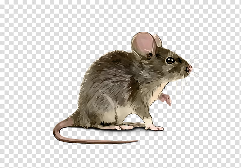 Rat House mouse Gerbil Pest, Dormouse, Chinchilla, Common Degu, Library, Household, Home, Homeyou transparent background PNG clipart