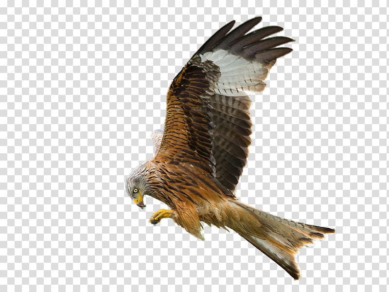 Eagle Bird, Bald Eagle, Hawk, Buzzard, Vulture, Songjeong Station, Falcon, Beak transparent background PNG clipart