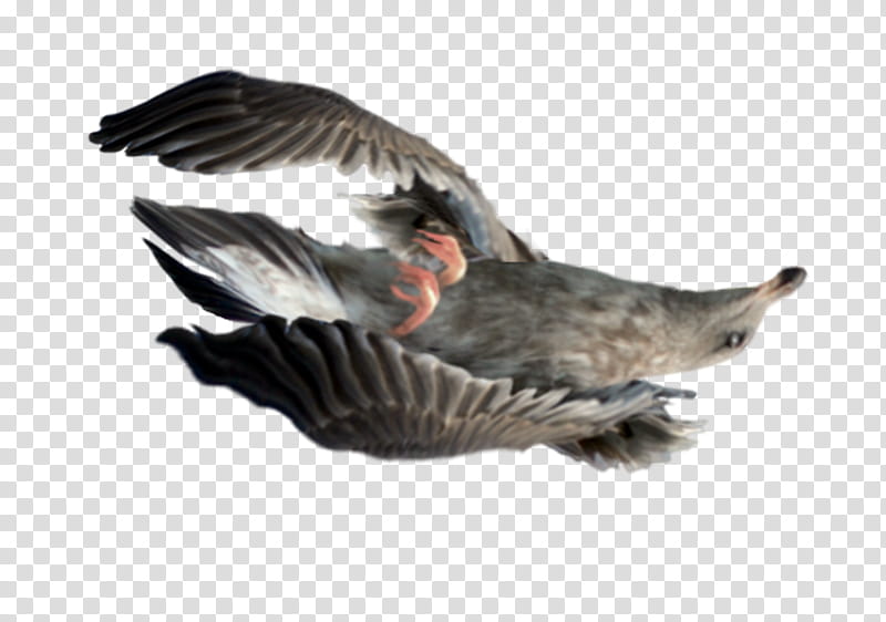 Dead Bird PNG, Vector, PSD, and Clipart With Transparent