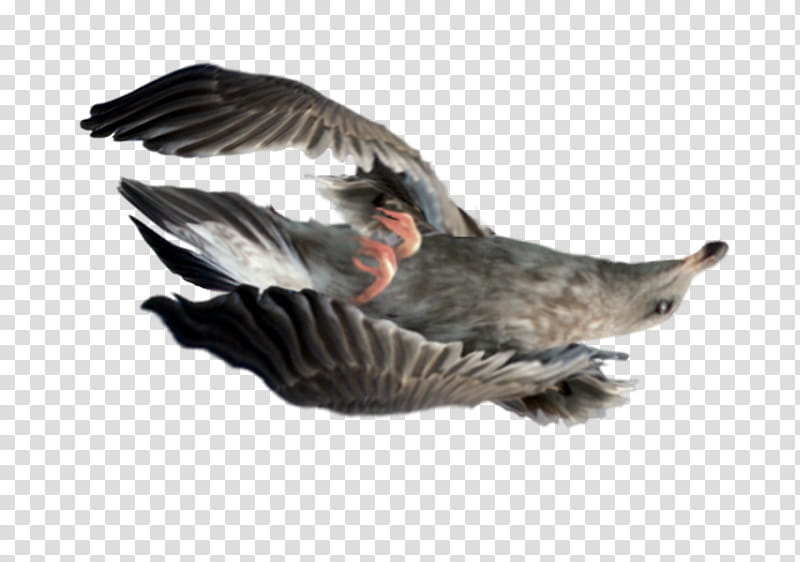 dead bird clipart flying