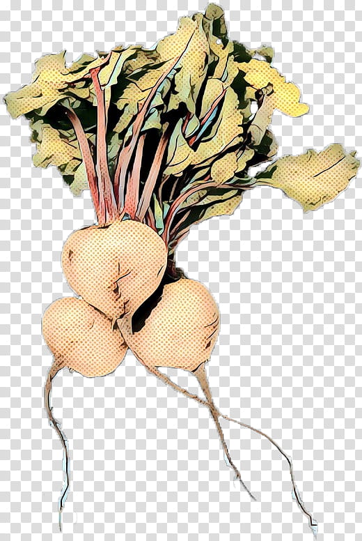 Flower Plant, Vegetable, Turnip, Radish, Rutabaga, Beetroot, Root Vegetable, Food transparent background PNG clipart