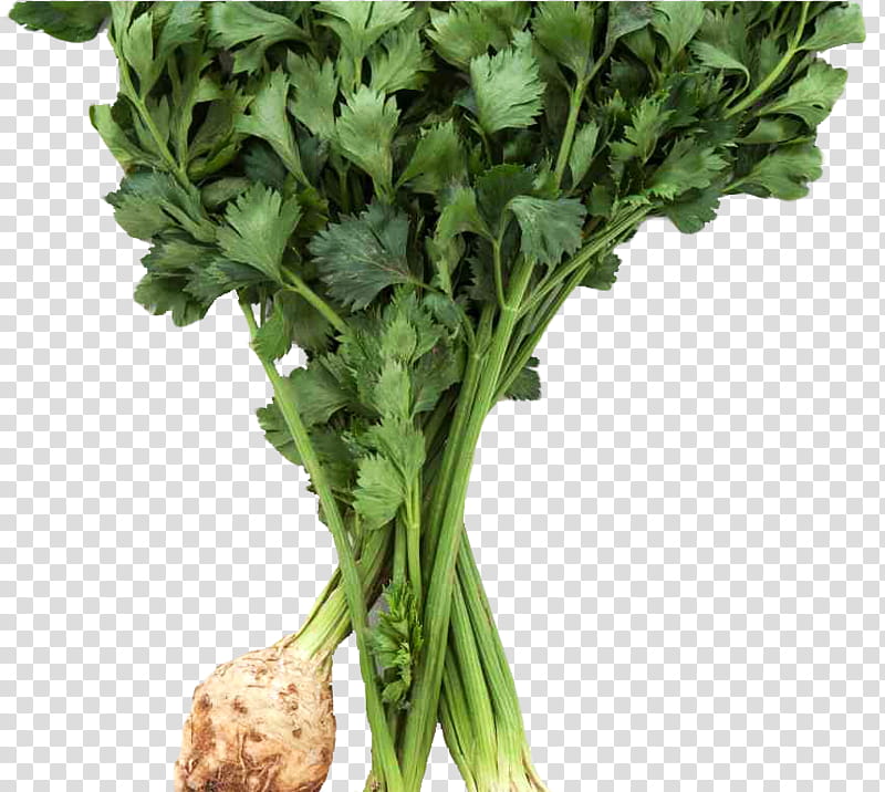 Vegetables, Celeriac, Food, Leaf Celery, Parsley, Recipe, Smoothie, Root Vegetables transparent background PNG clipart