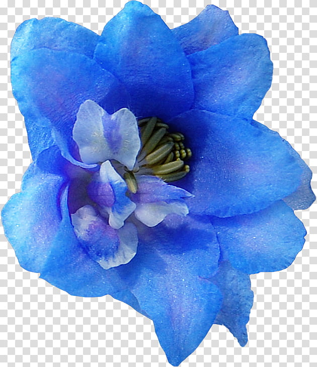 blue flowering plant flower petal plant, Cobalt Blue, Turquoise, Violet, Cut Flowers, Delphinium transparent background PNG clipart