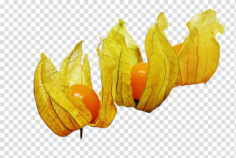 yellow peruvian groundcherry leaf plant starfruit plant, Vegetarian Food, Gooseberry transparent background PNG clipart