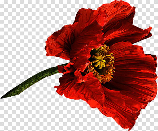 flower flowering plant red petal plant, Corn Poppy, Oriental Poppy, Coquelicot, Poppy Family transparent background PNG clipart