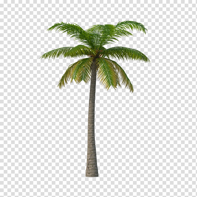 Palm Oil Tree, Palm Trees, Areca Palm, Asian Palmyra Palm, California Palm, Coconut, Frond, Babassu Oil transparent background PNG clipart